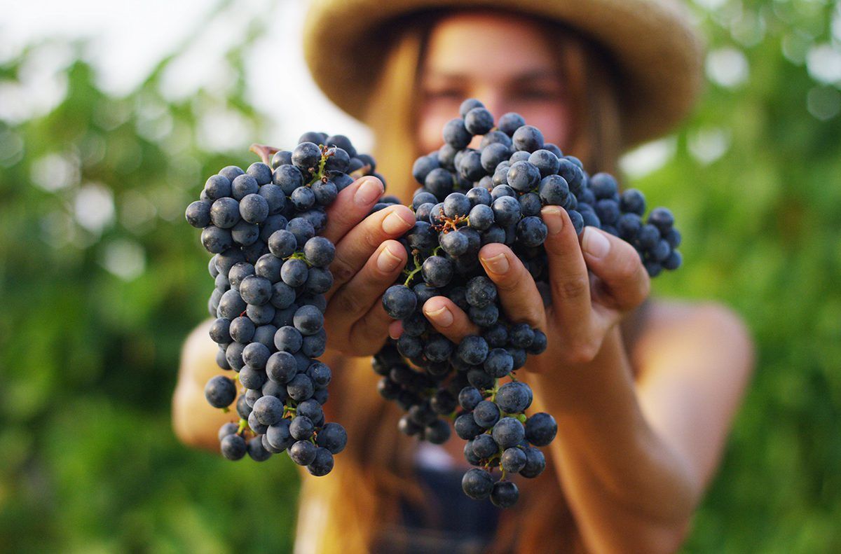 Wine Tasting & Grape Harvest